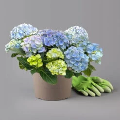 Kölle Gartenhortensie Ball Blau, 4/5 Liter Topf -Die grüne Ecke 0415100097 hydrangea mac ball blau 2 125071