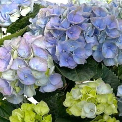 Kölle Gartenhortensie Ball Blau, 4/5 Liter Topf -Die grüne Ecke 0415100097 hydrangea mac ball blau 4 125074