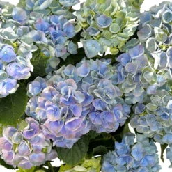 Kölle Gartenhortensie Ball Blau, 4/5 Liter Topf -Die grüne Ecke 0415100097 hydrangea mac ball blau 5 125073