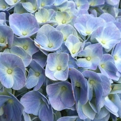 Öfterblühende Gartenhortensie Forever&Ever® Blau, 5 Liter Topf -Die grüne Ecke 0415100097 Hydrangea mac ForeverandEver blau beschnitten 1 59947