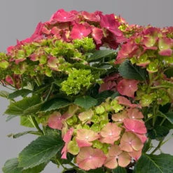 Kölle Gartenhortensie Ball Rot, 4/5 Liter Topf -Die grüne Ecke 0415100309 hydrangea mac ball rot 125076