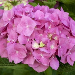 Ballhortensien In 4 Farben, 4er-Set, Höhe 30-40 Cm, Topf 4 Liter (Pflanzware) -Die grüne Ecke 0415100310 Koelle Hydrangea mac Ball rosa Co 5lt farbezeigend 59934