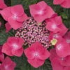 Kölle Tellerhortensie, Hydrangea Macropylla, Rot, Im 5 Lt. Topf -Die grüne Ecke 0415100311 Koelle Hydrangea mac Teller rot Co 5lt farbezeigend 59933 1