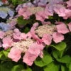 Kölle Tellerhortensie, Hydrangea Macropylla, Rosa, Im 5 Lt. Topf -Die grüne Ecke 0415100312 Koelle Hydrangea mac Teller rosa Co 5lt farbezeigend 59932 1