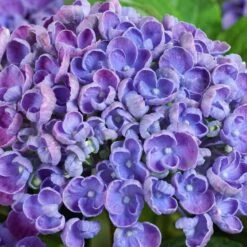 Gartenhortensie 'Curly Wurly®' Blau, 23cm Topf -Die grüne Ecke 0415100382 Hydrangea mac Curly Wurly blau 1 60516