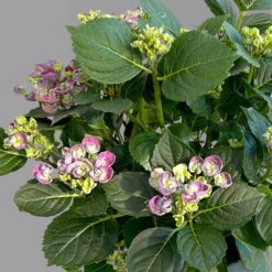 Gartenhortensie 'Curly Wurly®' Blau, 23cm Topf -Die grüne Ecke 0415100382 hydrangea mac curly wurly blau 4 125080