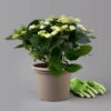 Kölle Tellerhortensie, Hydrangea Macropylla, Weiß, Im 5 Lt. Topf -Die grüne Ecke 0415100672 hydrangea mac teller weiss 1 t 125092