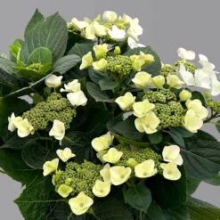 Kölle Tellerhortensie, Hydrangea Macropylla, Weiß, Im 5 Lt. Topf -Die grüne Ecke 0415100672 hydrangea mac teller weiss 4 125095