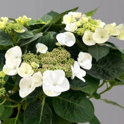 Kölle Tellerhortensie, Hydrangea Macropylla, Weiß, Im 5 Lt. Topf -Die grüne Ecke 0415100672 hydrangea mac teller weiss 5 1 125093