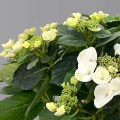 Kölle Tellerhortensie, Hydrangea Macropylla, Weiß, Im 5 Lt. Topf -Die grüne Ecke 0415100672 hydrangea mac teller weiss 5 125094