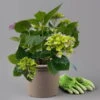 Öfterblühende Gartenhortensie Forever&Ever® Blau, 5 Liter Topf -Die grüne Ecke 0415200002 hydrangea forever ever blau 4 t 125097