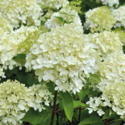 Rispenhortensie 'Limelight'Ⓢ 30/40 Cm, Im 5 L Topf -Die grüne Ecke 0415300054 Rispenhortensie Hydrangea limelight 5lt 01 49435 1