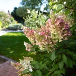 Rispenhortensie 'Pinky Winky'® DVP PinkyⓈ 30/40 Cm, Im 5 L Topf -Die grüne Ecke 0415300075 Hydrangea Pinky Winky 2 126715