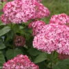 Rosa Schneeballhortensie 'Pink Annabelle'®, Rosa, 3er-Set, Höhe 40-60, Topf 5 L -Die grüne Ecke 0415300088 Hydrangea arb Pink Annabelle 4 93934 1