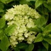 Zwerg-Rispenhortensie, Hydrangea Paniculata 'Little Lime'®, 3er-Set, Topf 5 L -Die grüne Ecke 0415300161 Hydrangea pan Little Lime 78190