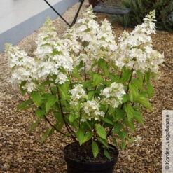 Rispenhortensie 'Confetti'®, Hydrangea Paniculata, Weiß, 3er-Set, Topf 5 Liter -Die grüne Ecke 0415300245 Hydrangea paniculata Confetti 1 93924