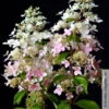 Rispenhortensie 'Confetti'®, Hydrangea Paniculata, Weiß, 3er-Set, Topf 5 Liter -Die grüne Ecke 0415300245 Hydrangea paniculata Confetti 2 93921