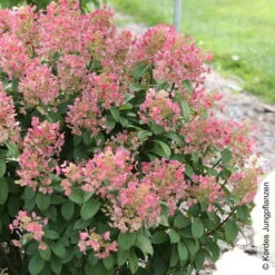 Die grüne Ecke -Die grüne Ecke 0415300297 Hydrangea pan Little Quick Fire 1 93925
