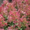 Kompakte Rispenhortensie 'Little Quick Fire'®, Weiß, Topf 5 Liter -Die grüne Ecke 0415300297 Hydrangea pan Little Quick Fire 2 93931