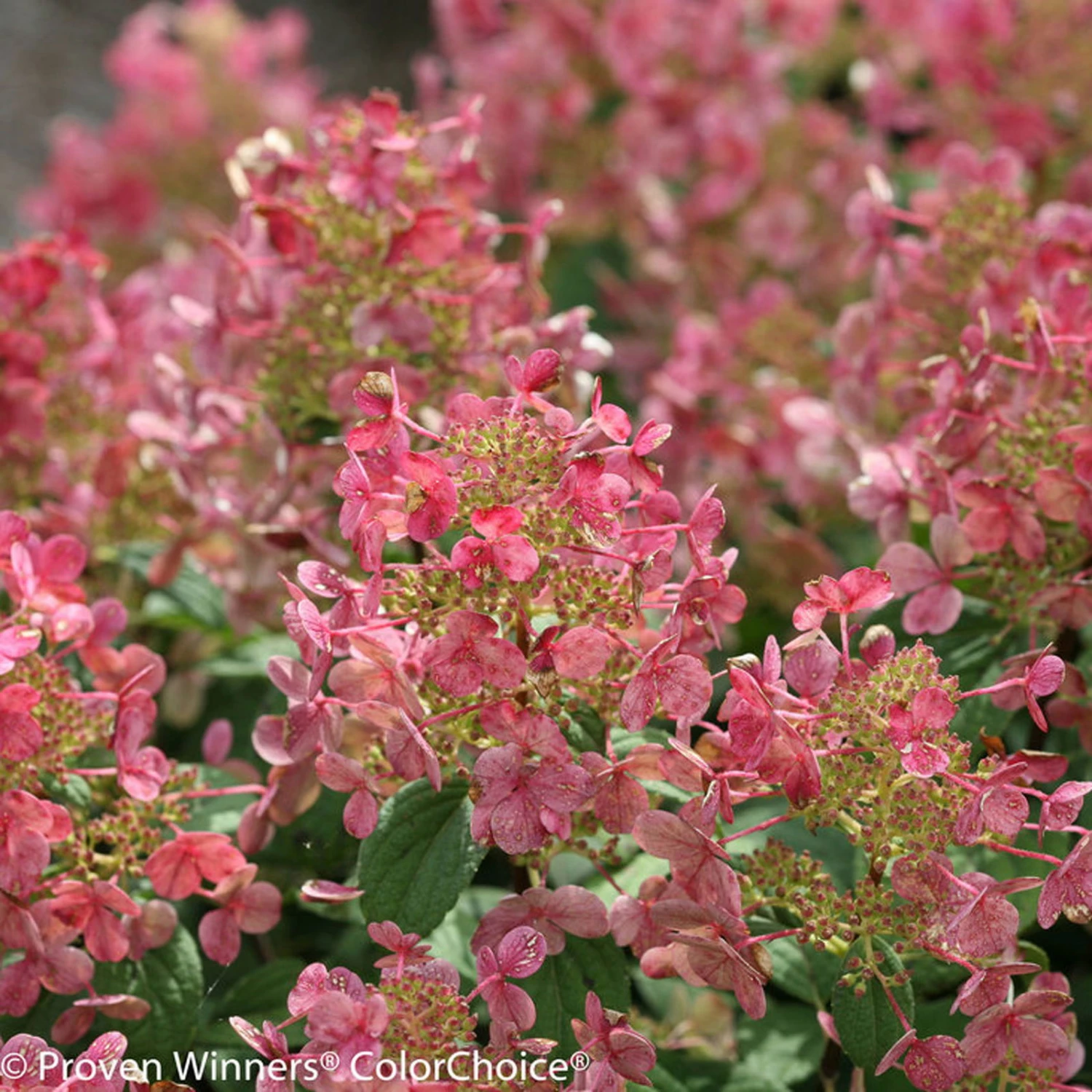 Kompakte Rispenhortensie 'Little Quick Fire'®, Weiß, Topf 5 Liter 3 Kompakte Rispenhortensie 'Little Quick Fire'®, Weiß, Topf 5 Liter