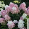Rispenhortensie 'Pinkachu'®, Hydrangea Paniculata, Topf 5 Liter -Die grüne Ecke 0415300330 Hydrangea pan Pinkachu 1 93926