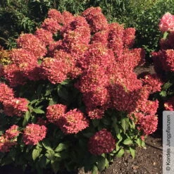 Rispenhortensie 'Pinkachu'®, Hydrangea Paniculata, Topf 5 Liter -Die grüne Ecke 0415300330 Hydrangea pan Pinkachu 3 93928