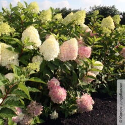Rispenhortensie 'Pinkachu'®, Hydrangea Paniculata, Topf 5 Liter -Die grüne Ecke 0415300330 Hydrangea pan Pinkachu 4 93930