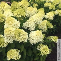 Rispenhortensie 'Pinkachu'®, Hydrangea Paniculata, Topf 5 Liter -Die grüne Ecke 0415300330 Hydrangea pan Pinkachu 5 93929