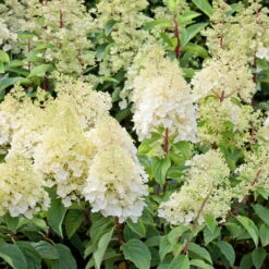 Rispenhortensien-Kollektion 'Weiss' (Hydrangea Paniculata), 3er-Set, Topf 4,6 L -Die grüne Ecke 0415300388 Gartenhortensien WEISS 3er Set 98761
