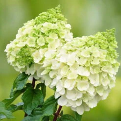 Rispenhortensien-Kollektion 'Weiss' (Hydrangea Paniculata), 3er-Set, Topf 4,6 L -Die grüne Ecke 0415300388 Gartenhortensien WEISS Hydrangea paniculata Polar Bear 101076