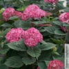 Rosarote Schneeballhortensie 'Ruby Annabelle'®, Rosarot, Topf 5 Liter -Die grüne Ecke 0415300397 Hydrangea arbor Ruby Annabelle 1 105218
