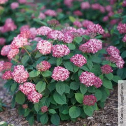 Rosarote Schneeballhortensie 'Ruby Annabelle'®, Rosarot, Topf 5 Liter 8 Rosarote Schneeballhortensie 'Ruby Annabelle'®, Rosarot, Topf 5 Liter -Die grüne Ecke 0415300397 Hydrangea arbor Ruby Annabelle 2 105219