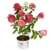 Rispenhortensie 'Fire Light'®, Rot, 3er-Set, Höhe 40-60 Cm, Topf 5 Liter -Die grüne Ecke 0415300402 Hydrangea pan Fire Light 3er Set Proven Winners 107687