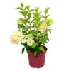 Rispenhortensie 'Skyfall'®, Weiß, 3er-Set, Höhe 40-60 Cm, Topf 5 Liter -Die grüne Ecke 0415300403 Hydrangea pan Skyfall 3er Set 1 107671