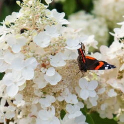 Rispenhortensie 'Baby Lace', Weiß, 3er-Set, Höhe 40-60 Cm, Topf 5 Liter -Die grüne Ecke 0415300404 Hydrangea pan Baby Lace 3er Set 1 107673