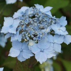Neue Veröffentlichungen -Die grüne Ecke 0415500167 Hydrangea serrata Blue Deckle Blue Bird 1 104397