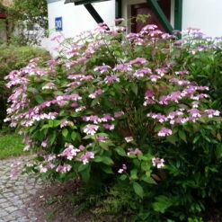Japanische Berg-Hortensien 'Blue Deckle' & 'Blue Bird', 2er-Set, Topf 4 Liter -Die grüne Ecke 0415500167 Hydrangea serrata Blue Deckle Blue Bird 3 104399 1