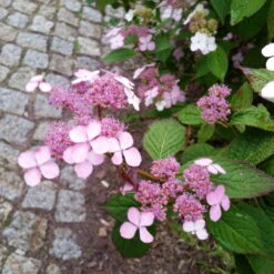 Japanische Berghortensie 'Blue Bird', 3er-Set, Höhe 30-40 Cm, Topf 5 Liter -Die grüne Ecke 0415500167 Hydrangea serrata Blue Deckle Blue Bird 4 104400