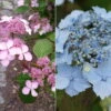 Japanische Berg-Hortensien 'Blue Deckle' & 'Blue Bird', 2er-Set, Topf 4 Liter -Die grüne Ecke 0415500167 Hydrangea serrata Blue Deckle Blue Bird 104396