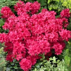 Japanische Azaleen, 3er-Set, Topf Je 5 Liter -Die grüne Ecke 0420100475 Kollektion Azalea japonica 1 1 60509