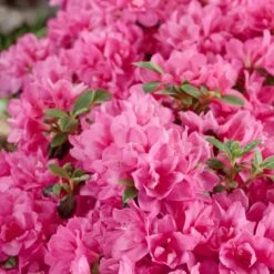 Japanische Azaleen, 3er-Set, Topf Je 5 Liter -Die grüne Ecke 0420100475 Kollektion Azalea japonica 3 1 60507