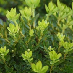 Rhododendron 'Bloombux'® Pink, 6er-Set, Höhe 20-25 Cm, Topf 2 Liter -Die grüne Ecke 0420500424 Bloombux Pink 6er Set 2 98926