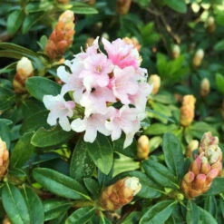 Rhododendron 'Bloombux'® Pink, 6er-Set, Höhe 20-25 Cm, Topf 2 Liter -Die grüne Ecke 0420500424 Bloombux Pink 6er Set 5 98924
