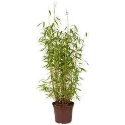 Bambus-Hecken-Set Fargesia 'Jumbo', 20er-Set, Höhe 60-80 Cm, Topf 7,5 Liter -Die grüne Ecke 0425100066 Gartenbambus fargesia superjumbo1 64854 4