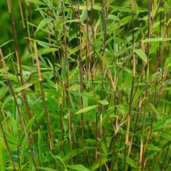 Mein Bambusgarten, 10er-Set, Immergrün, Höhe Ca. 80 Cm, Topf 7,5/10 Liter -Die grüne Ecke 0425100103 Fargesia nitida Vulcano 080 100 Co 5 lt.1 60412 3