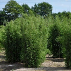 10er-Set Bambus-Hecken-Set Fargesia 'Jiuzhaigou 1', Höhe 80-100 Cm, Im 7,5 Liter Topf -Die grüne Ecke 0425100161 Bambus Kollektion Jiuhaigou 80 100 7 5l Topf 02 48724 3