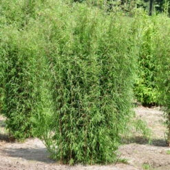 Mein Bambusgarten, 10er-Set, Immergrün, Höhe Ca. 80 Cm, Topf 7,5/10 Liter -Die grüne Ecke 0425100161 Bambus Kollektion Jiuhaigou 80 100 7 5l Topf 48722 2