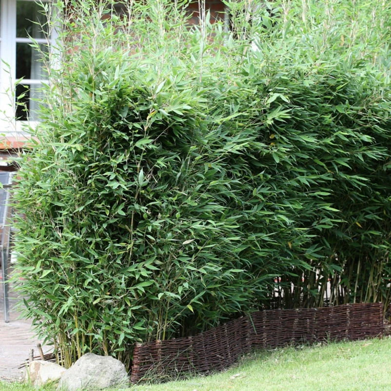 10er-Set Bambus-Hecken-Set Fargesia "Blue Lizard", Höhe 100-125 Cm, Im 20 Liter Topf