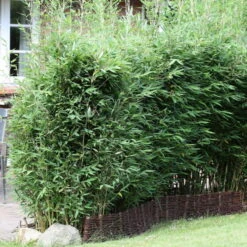 10er-Set Bambus-Hecken-Set Fargesia Spathacea "Blue Lizard"®, Höhe 80-100 Cm, Im 15 Liter Topf