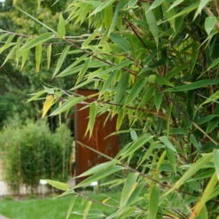 2er-Set Roter Zebrabambus 'Red Zebra'® 80/100 Cm, Im 15 L Topf